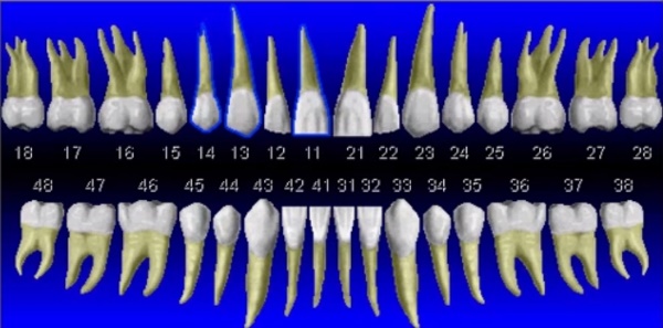 Корни зубов человека фото
